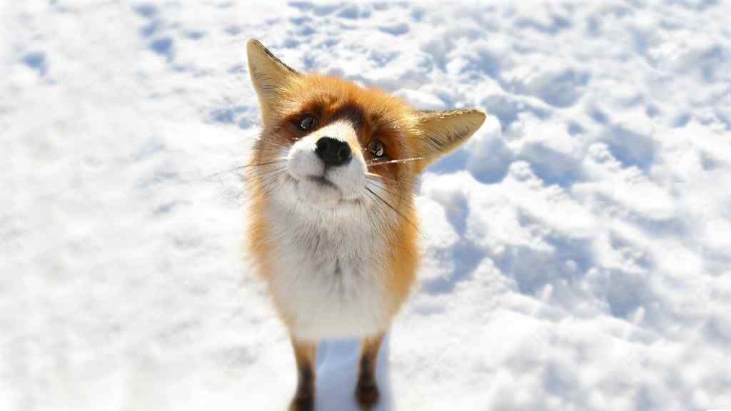 雪地上可爱的小狐狸桌面壁纸