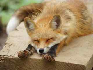 可爱的小狐狸睡觉图片壁纸