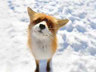 雪地上可爱的小狐