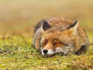 睡着的小狐狸桌面壁纸