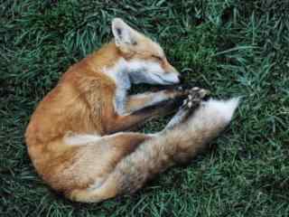 草地上睡觉的小狐狸桌面壁纸