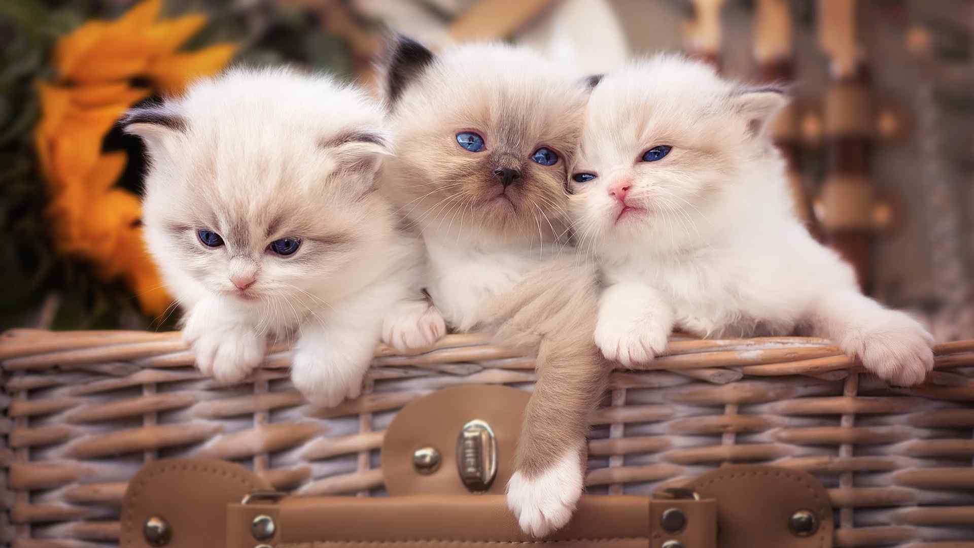 三只小猫篮子可爱桌面壁纸1080P壁纸猫咪壁纸可爱小猫壁纸