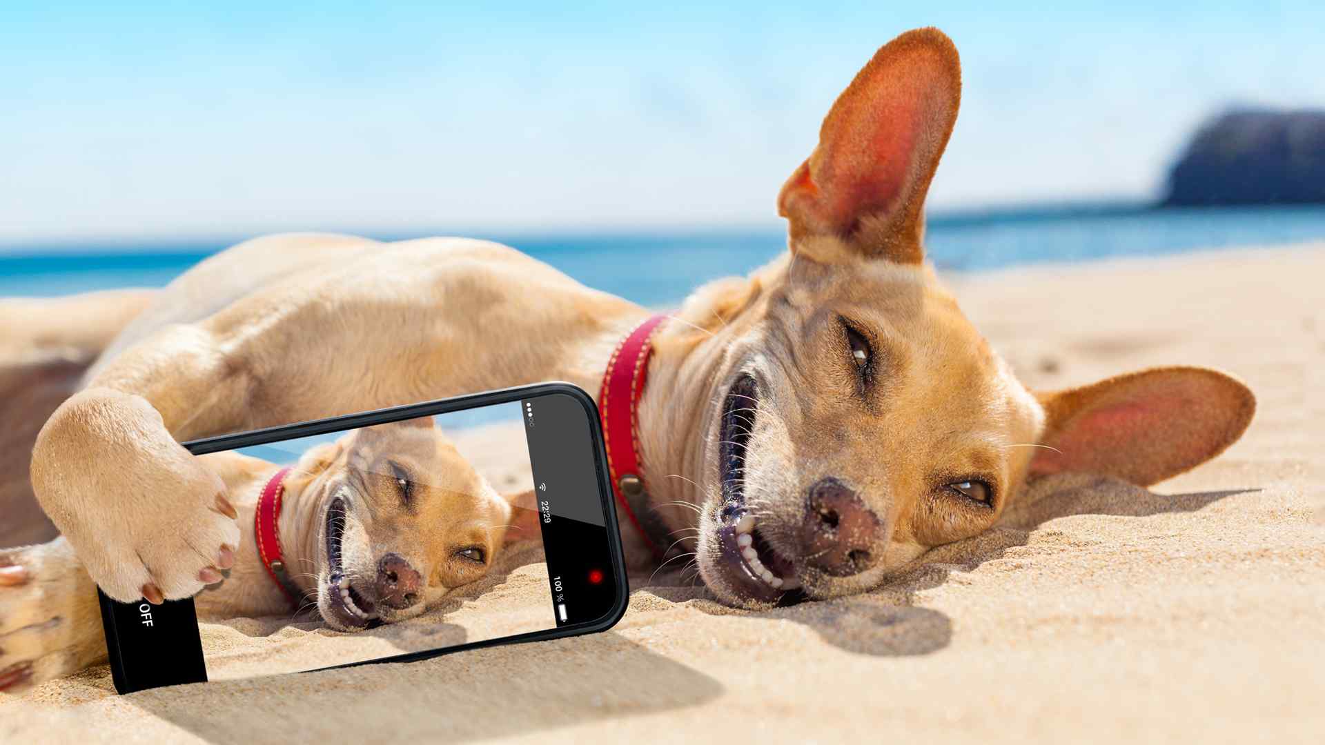 沙滩上可爱的狗狗 手机自拍 桌面壁纸 傻狗壁纸