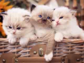 三只小猫篮子可爱