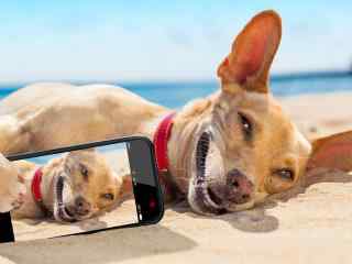 沙滩上可爱的狗狗 手机自拍 桌面壁纸 傻狗壁纸
