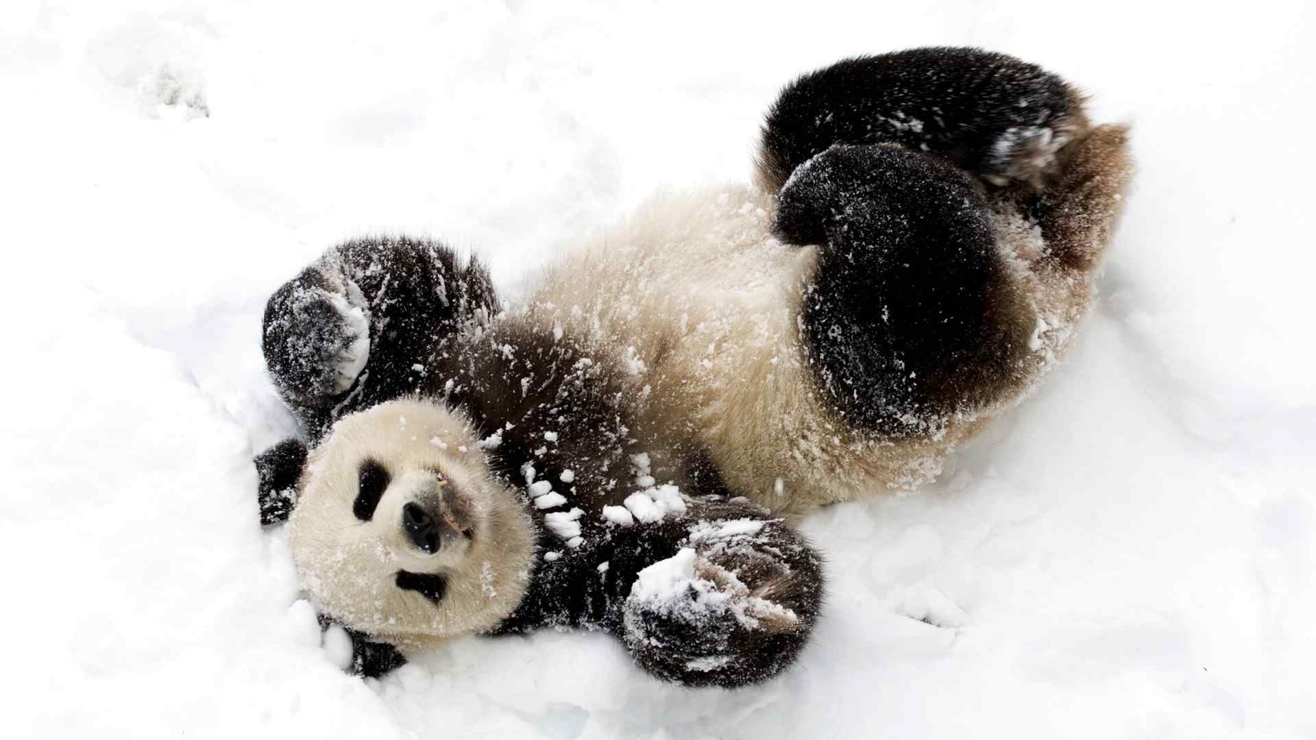 可爱的国宝大熊猫宝宝高清图片