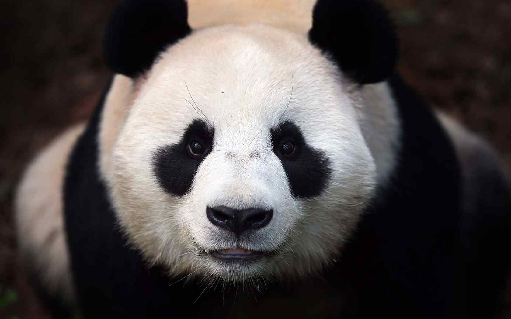 国宝熊猫可爱高清桌面壁纸