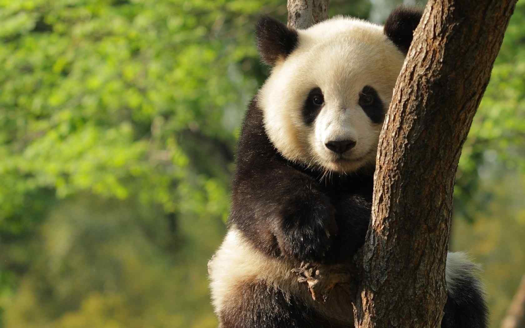 国宝熊猫可爱高清桌面壁纸
