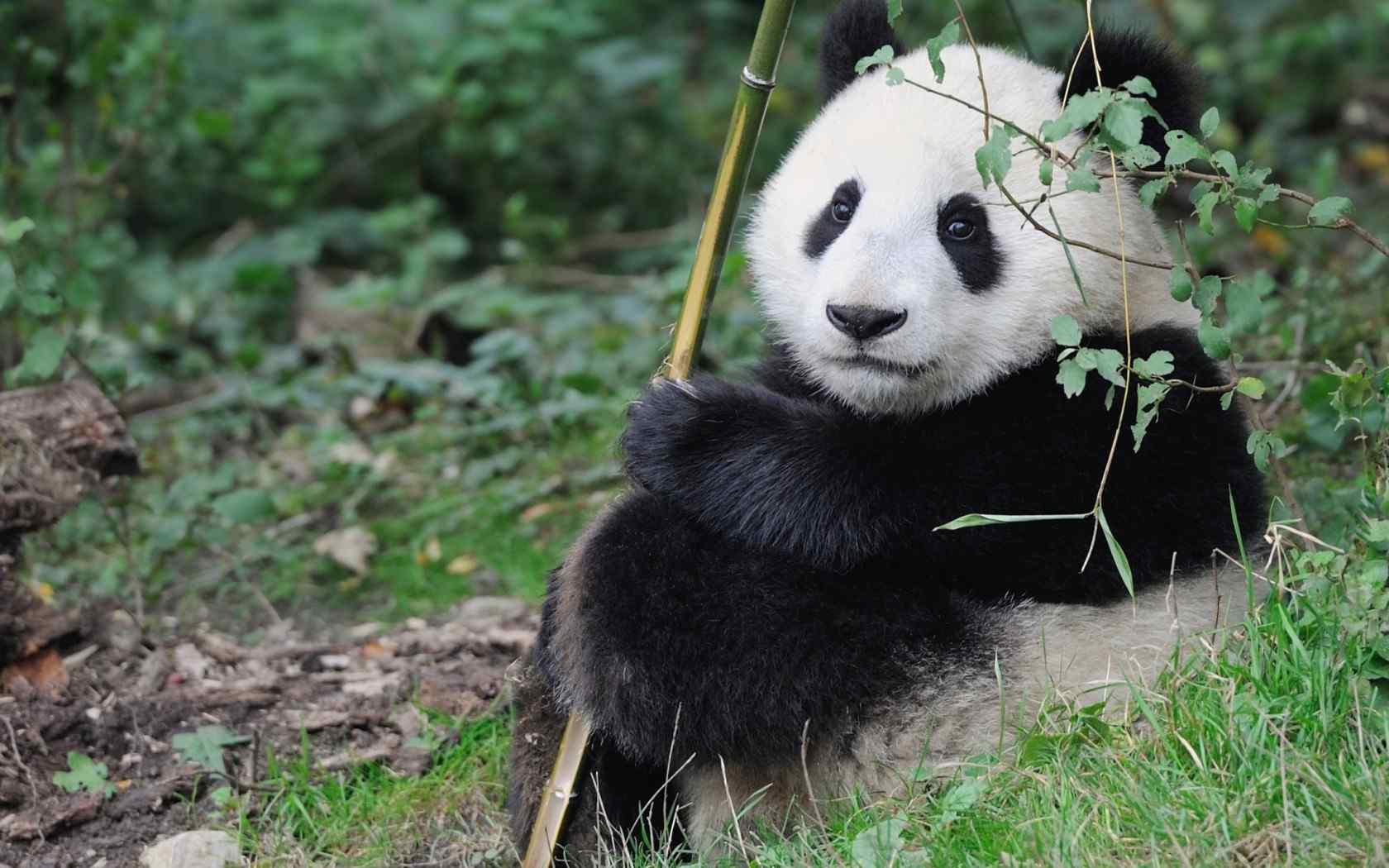 国宝熊猫可爱高清图片桌面壁纸