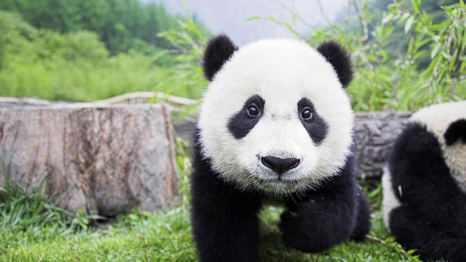 可爱熊猫宝宝高清桌面壁纸