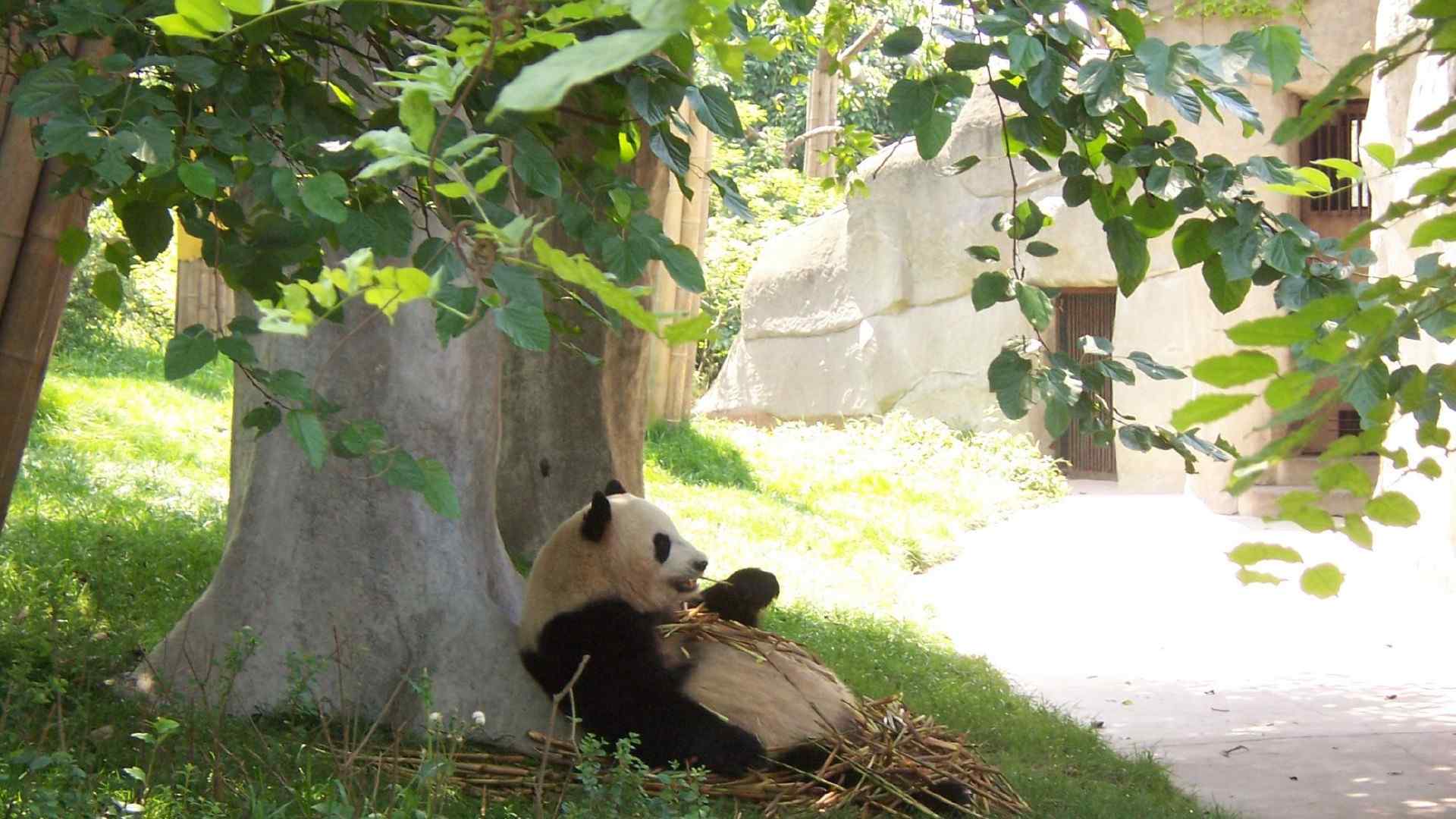 国宝熊猫可爱高清图片桌面壁纸