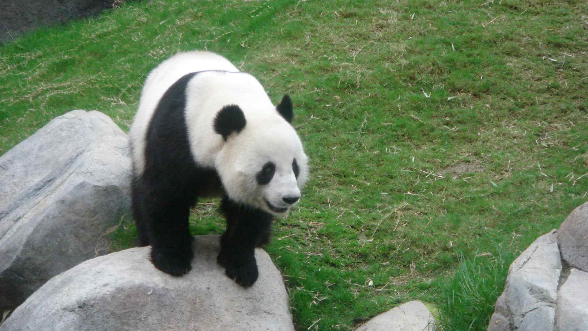 可爱的大熊猫高清摄影图片电脑桌面壁纸