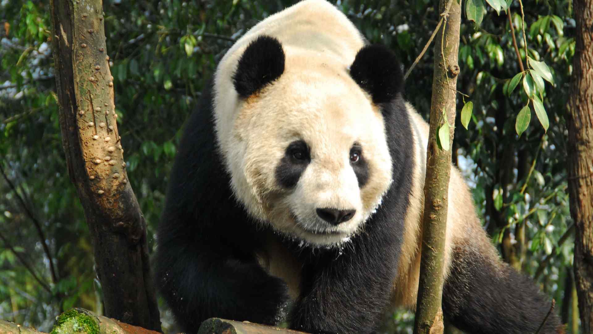 可爱大熊猫高清图片桌面壁纸