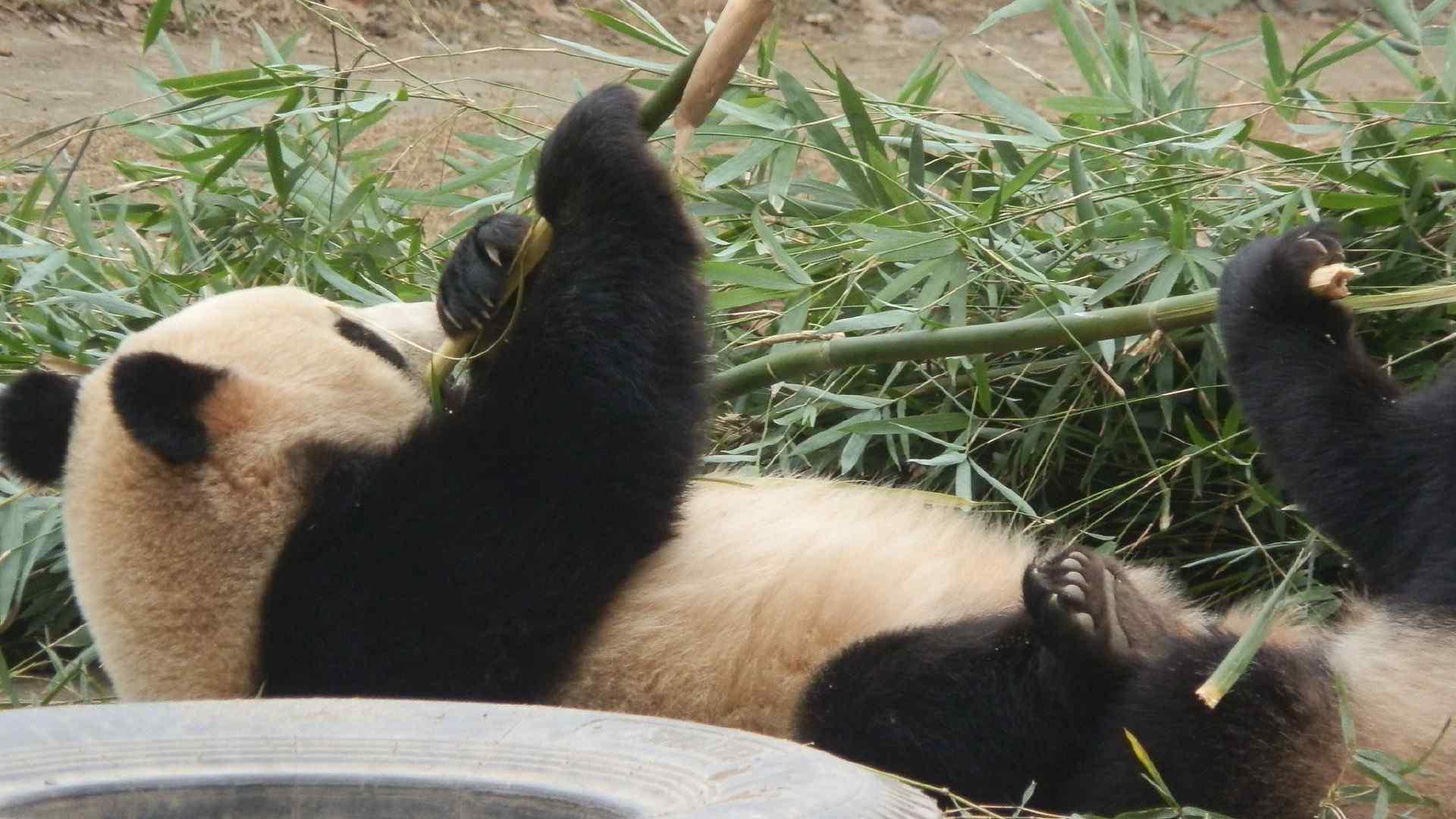 可爱的大熊猫高清摄影图片电脑桌面壁纸