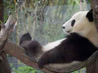 正在悠闲休息的大熊猫电脑壁纸