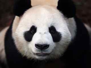 国宝熊猫可爱高清