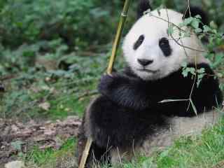 国宝熊猫可爱高清