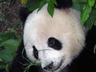 可爱的大熊猫高清