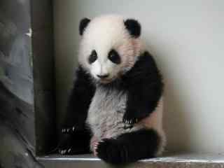 超可爱熊猫宝宝桌