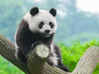 可爱的国宝大熊猫宝宝高清图片