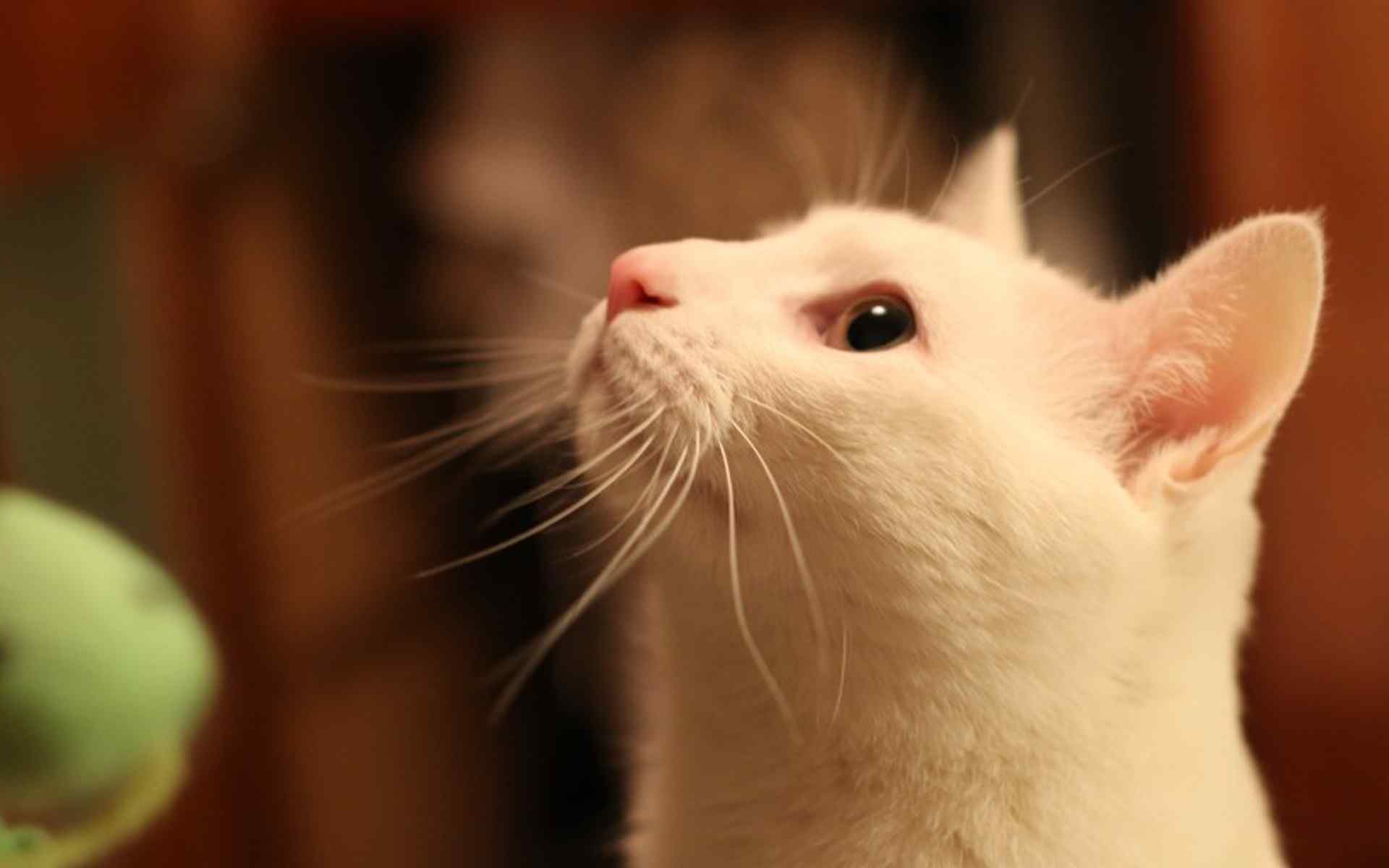 纯白可爱猫咪高清桌面壁纸