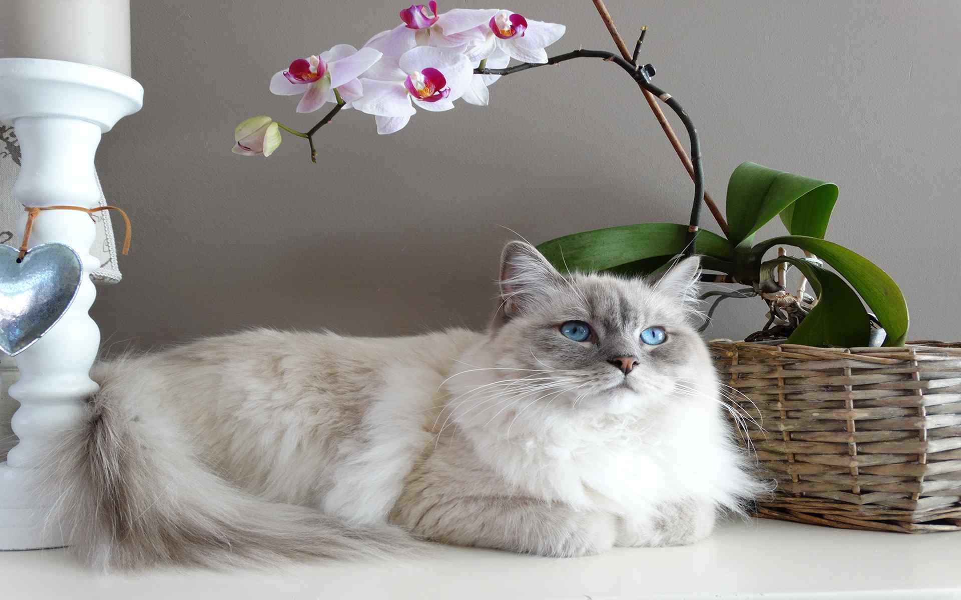 超可爱的猫咪图片桌面壁纸