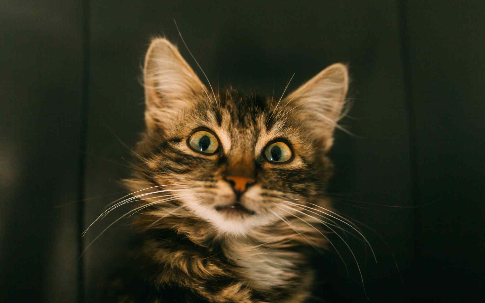 一脸惊讶可爱猫咪桌面壁纸