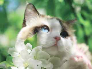 花丛中的可爱猫咪