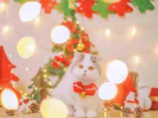 可爱圣诞猫咪图片