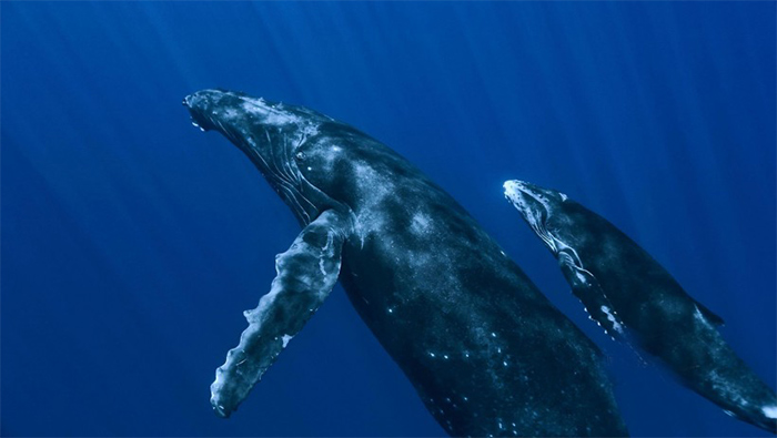 水下壮观座头鲸母子高清电脑壁纸图片