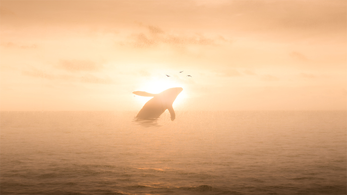 夕阳下鲸鱼跃出水面高清电脑壁纸