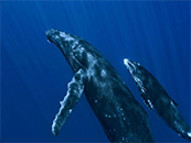 水下壮观座头鲸母