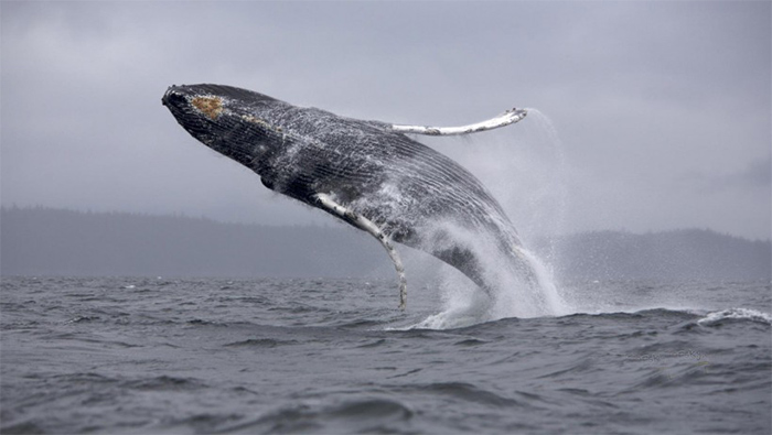 鲸鱼图片高清座头鲸飞身跃起电脑壁纸