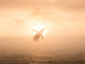夕阳下鲸鱼跃出水
