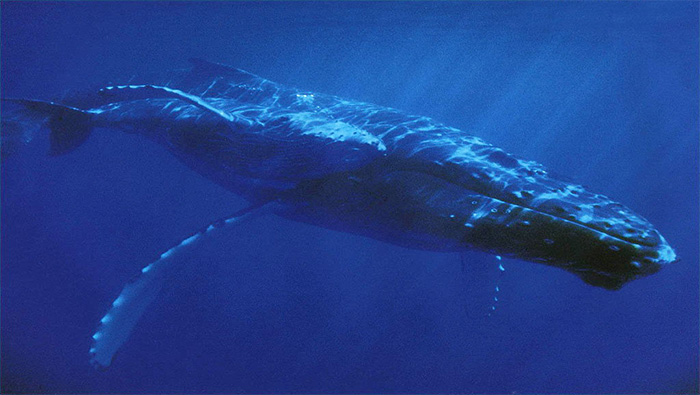 深海中的座头鲸高清电脑壁纸