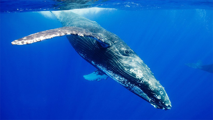 蔚蓝海洋高清座头鲸唯美鲸鱼电脑壁纸
