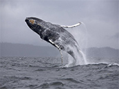 鲸鱼图片高清座头