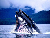 超大座头鲸高清鲸