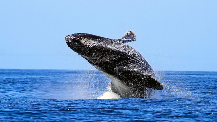 跃出水面的座头鲸高清唯美电脑壁纸