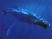 深海中的座头鲸高