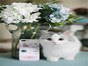 鲜花下的可爱唯美小宠物猫高清壁纸