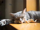 午后小猫慵懒睡觉超清唯美桌面壁纸