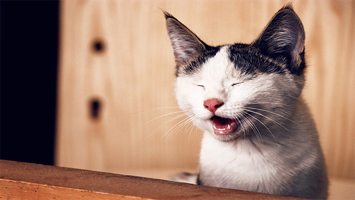 瞌睡小猫慵懒吐舌头超清唯美壁纸图片