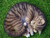 可爱小猫草地睡觉超清唯美壁纸图片