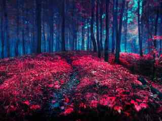 唯美另类红色森林