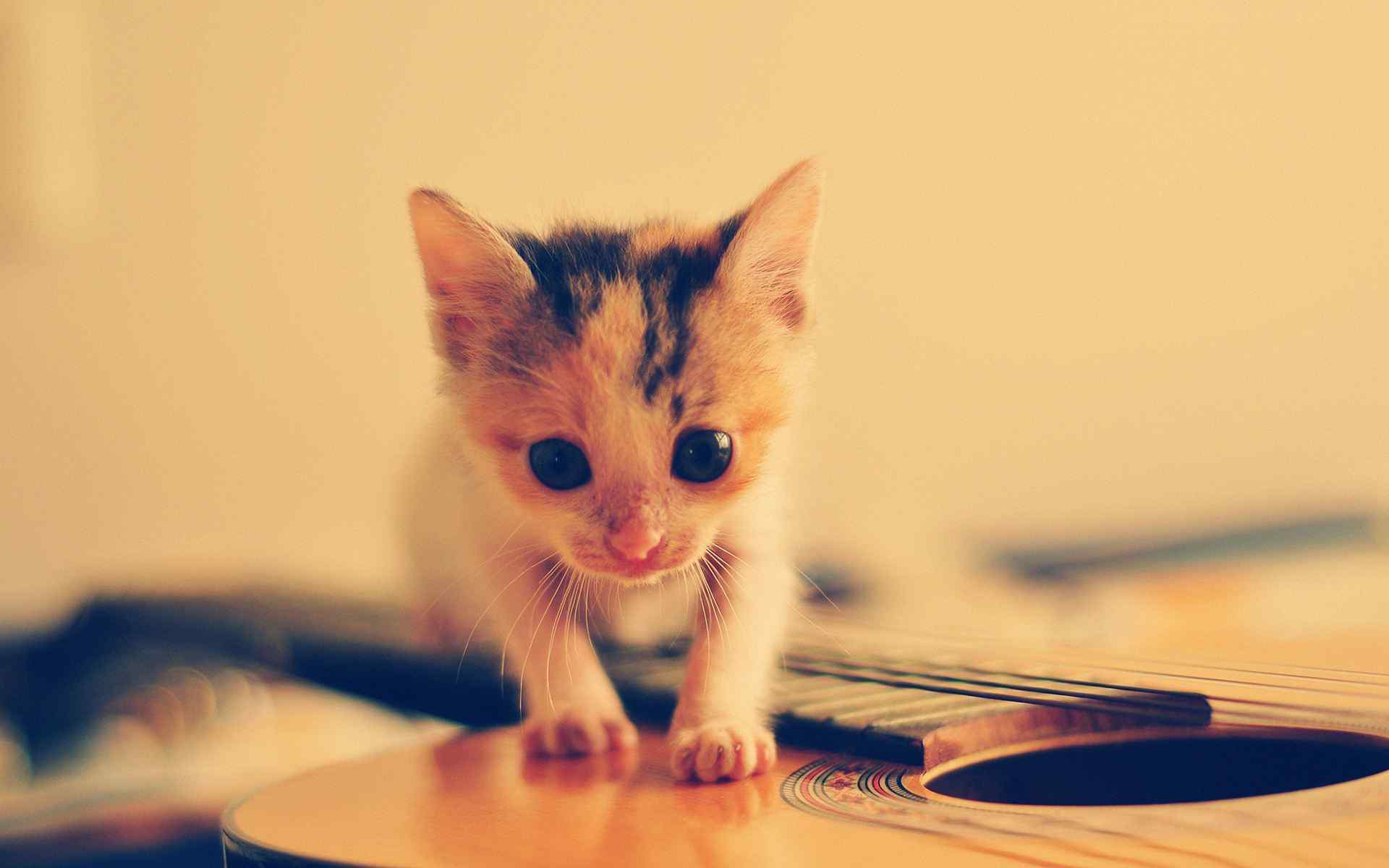 小猫咪趴在吉他上桌面壁纸