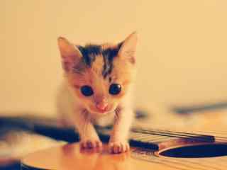 小猫咪趴在吉他上