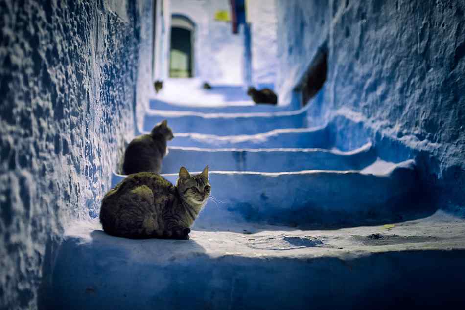 摩洛哥小镇阶梯上猫群