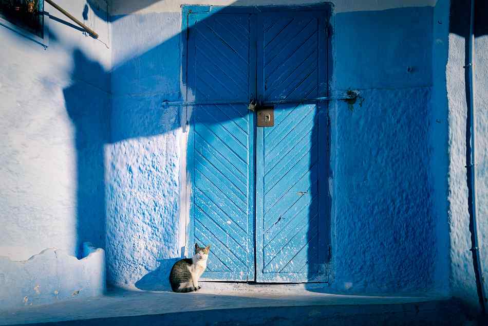 摩洛哥小镇蓝色大门口小猫