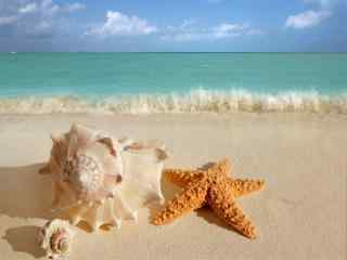 沙滩上的海星贝壳唯美创意摄影高清桌面壁纸